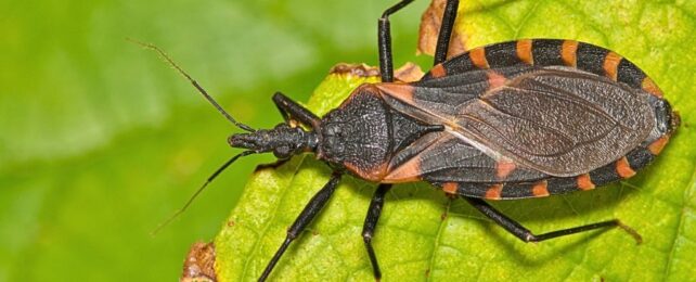 Natural Kissing Bug Repellent